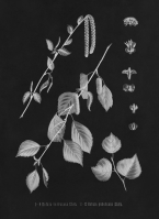 Miniature pho36